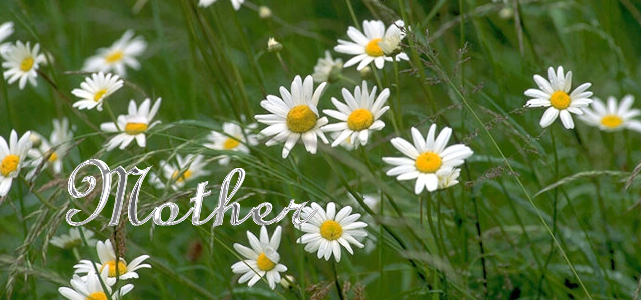 P 021 M SL Field of Daises Mother Silver